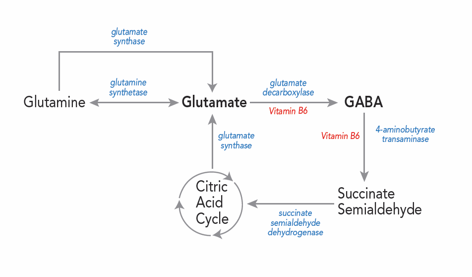gaba-glutamate-synthesis.png