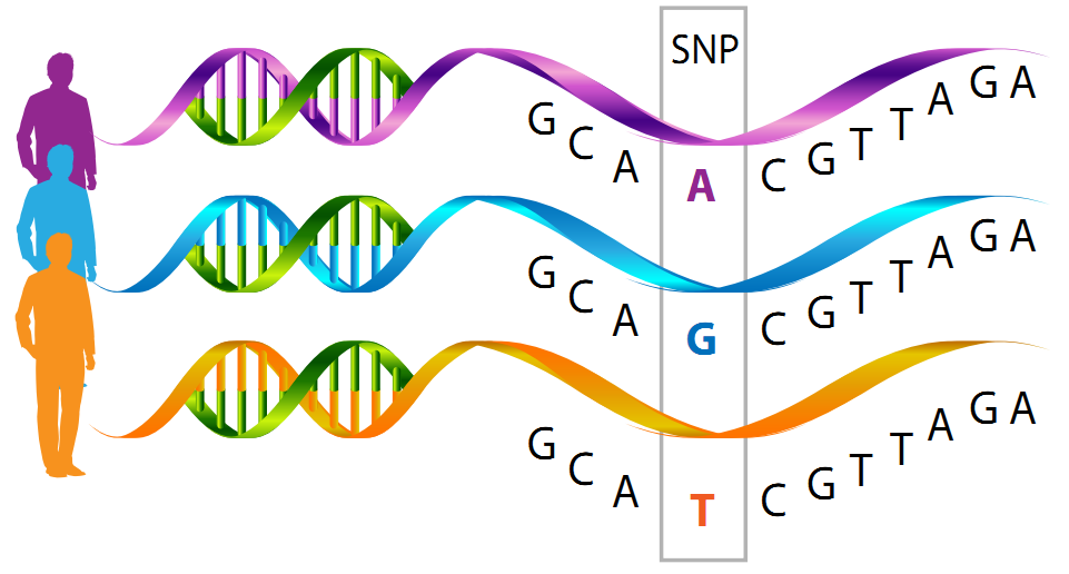 Single nucleotide polymorphism thesis
