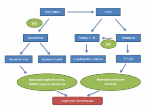 Figure 1.  The activated IDO enzyme shunts tryptophan dow the kynurenine pathway to kynurenic acid as well as increasing serotonin breakdown leading to depressive-like behavior.  Adapted from Corona 2013.