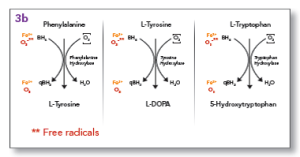 Figure 1. BH4 is a necessary cofactor for the conversion of tryptophan to 5-HTP, phenylalanine to tyrosine and tyrosine to L-DOPA.